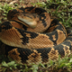 La víbora verrugosa o Lachesis muta hace honor a su nombre. No canta. Foto: Wikimedia Commons